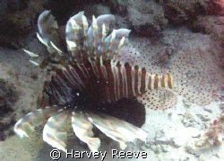 Lionfish by Harvey Reeve 